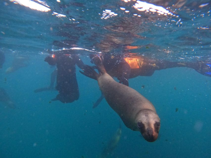 Snorkeling With Sea Lions - Tips for a Great Experience