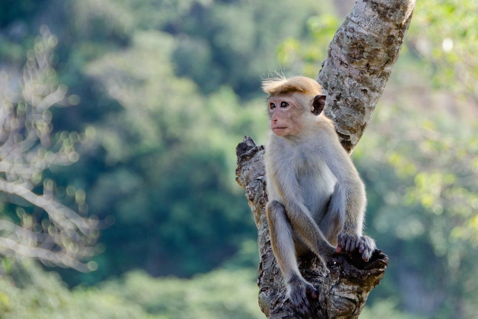 Sri Lanka: 2-Day Wildlife Tour; Rainforest and National Park - Pickup and Transportation