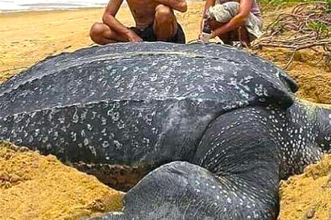 Sukamade Adventure -Turtle Beach Tour - Tips for a Memorable Visit