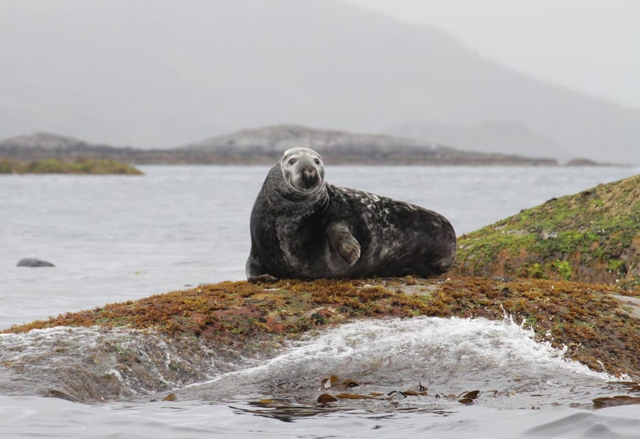 Summer Snorkeling With Grey Seals - Booking Information and Pricing