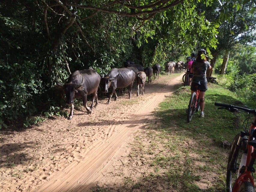 Sunrise Cycling Of Angkor Wat Temple - What to Expect