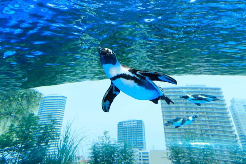 Sunshine Aquarium - Important Visitor Guidelines