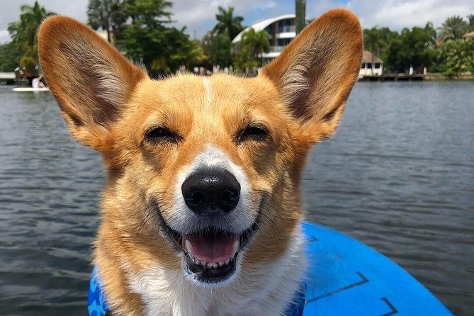 SUP PUP Paddleboard Tour - What to Expect