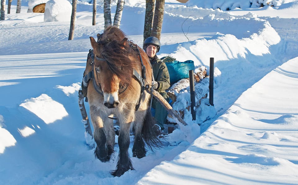 Sweden: Work in the Forest With Horses - The Unique Role of Horses