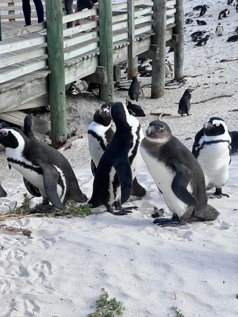 Swim With Penguins at Boulders Beach Penguin Colony - Swim With Penguins