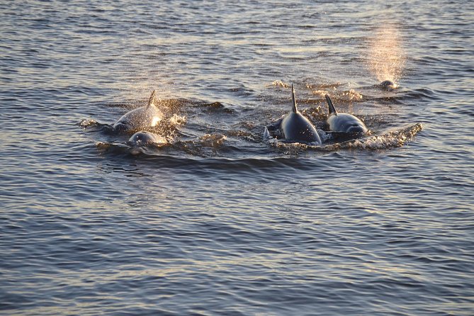 Take a Scenic Boat Ride in St. Augustine - Booking Your Experience