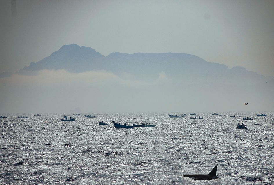 Tarifa: Whale & Dolphin Watching in the Strait of Gibraltar - Customer Ratings and Feedback