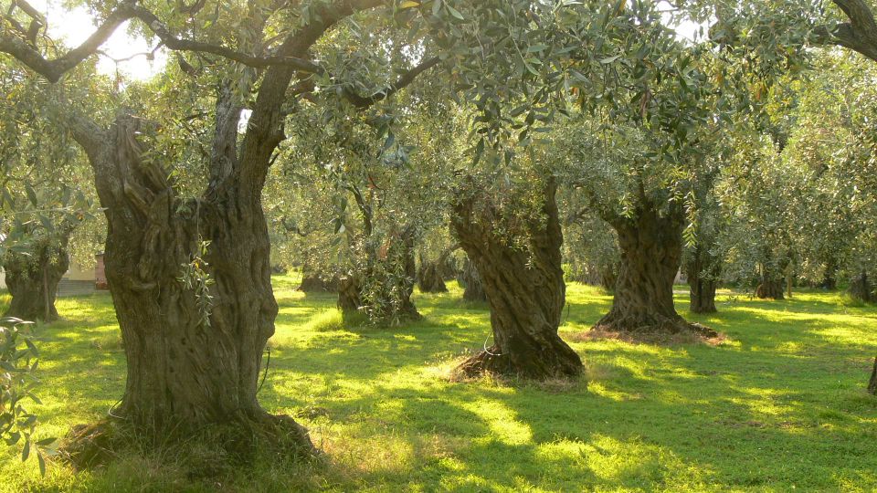 Taste the Local Products and Culinary Treasures of Corfu. - Meet the Artisans