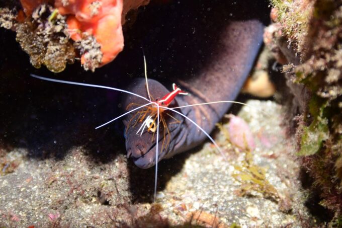 Tenerife: Discover Scuba Diving With Free Photos - Exploring the Ocean