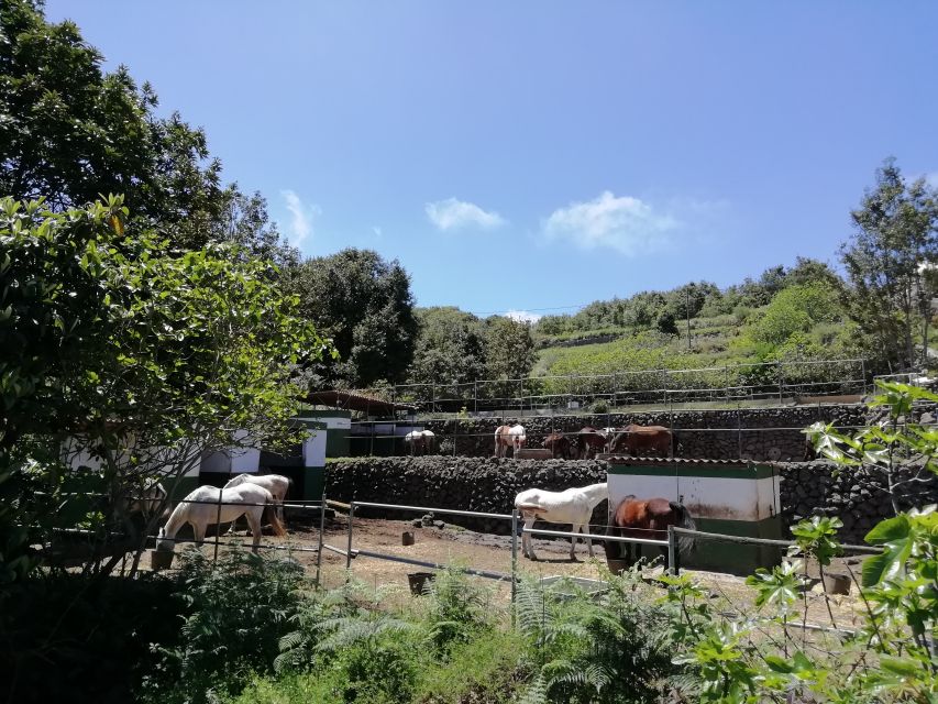 Tenerife: Guided Horseback Riding Tour to the Lomo Forest - Prohibited Items