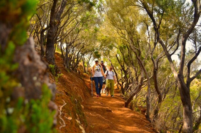 Tenerife: Hiking Tour in Anaga Mountains and Laurel Forest - Exploring Laurel Forest