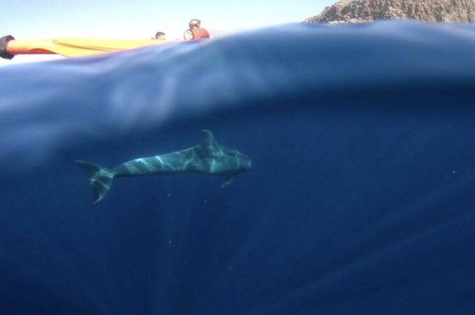 Tenerife: Kayak Safari and Sea Turtle Snorkeling - Important Information