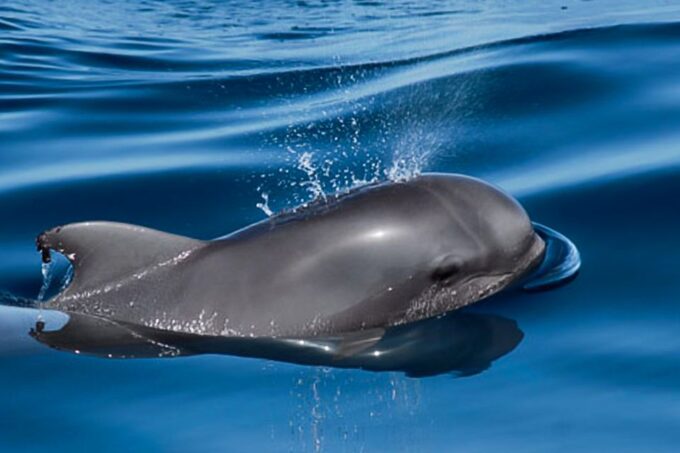 Tenerife: Luxury Private Whale & Dolphin Watching Tour - Swimming Experience