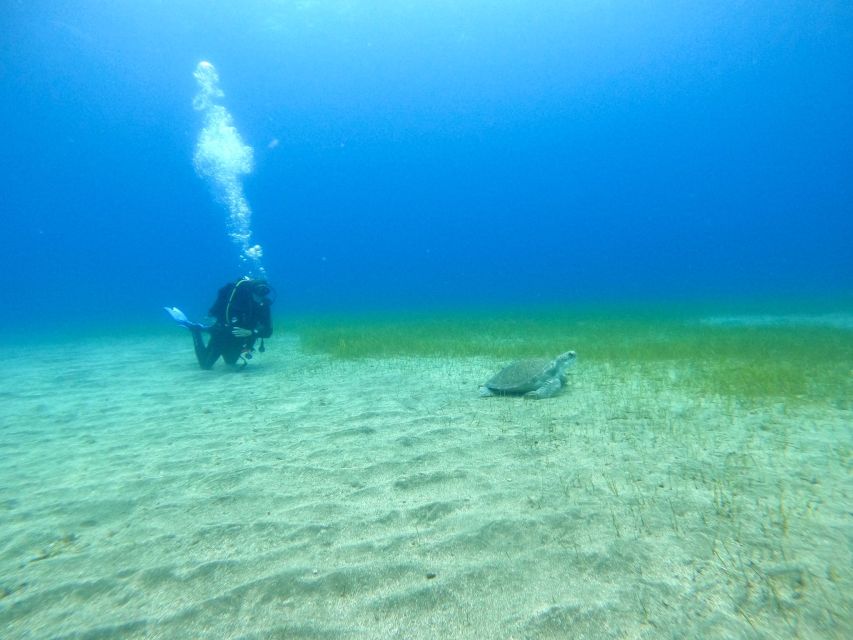 Tenerife: Puerto Colon Certified Scuba Dive by Speed Boat - Dive Site Access