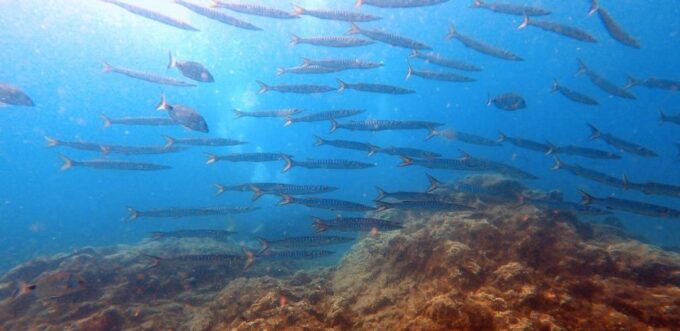 Tenerife: Scuba Diving Lesson and Abades Protected Area Dive - Diving Location and Environment