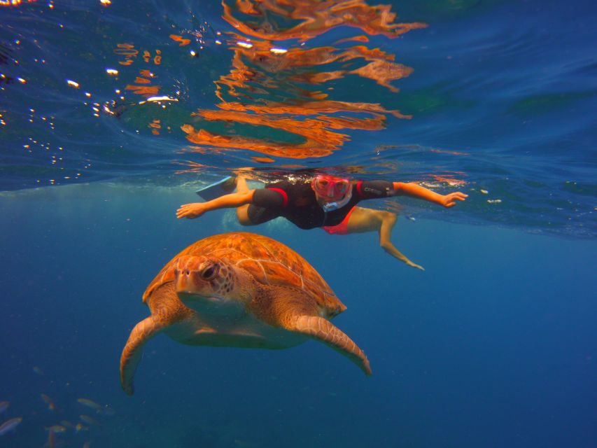 Tenerife: Snorkel With Turtles - Booking and Availability