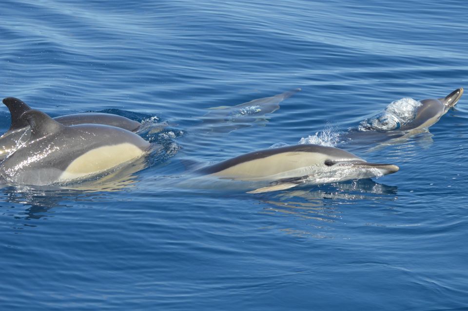 Tenerife: Whale and Dolphin Watching Boat Tour - Marine Life Observation