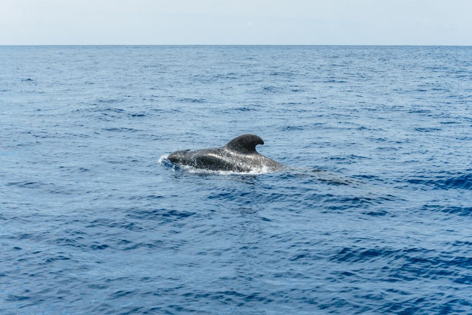 The Cookies: Whale & Dolphin Tour With Local Skipper - Tour Meeting Point