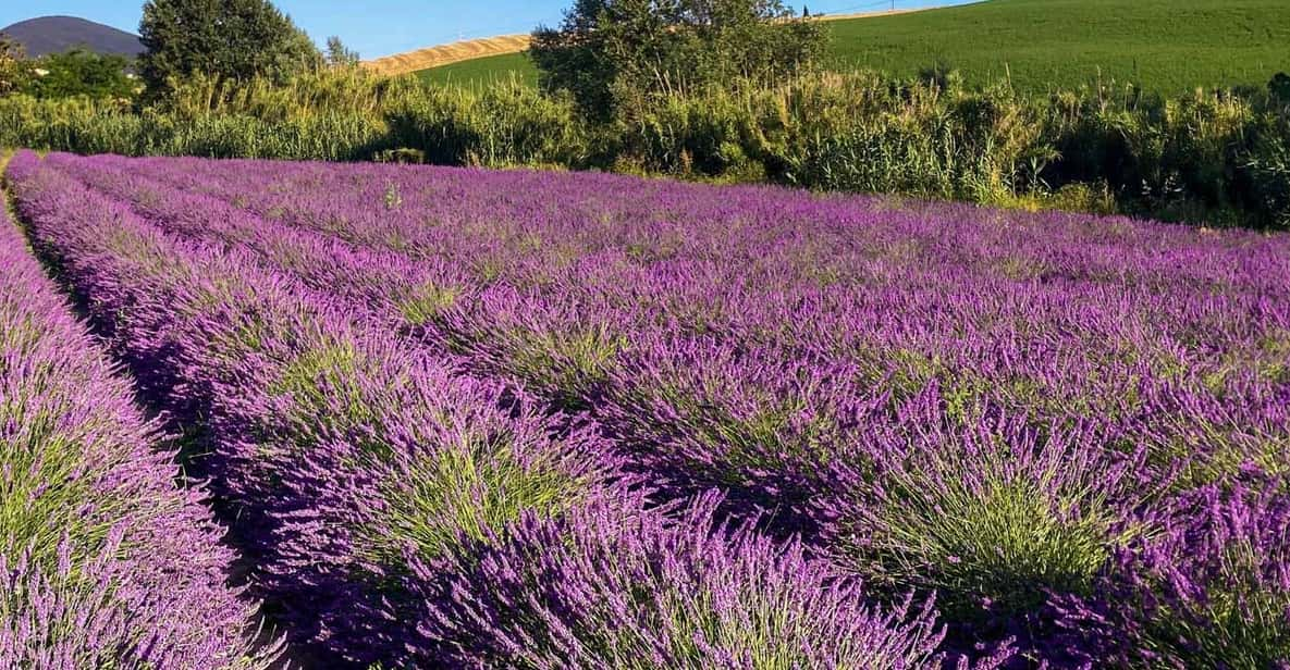 The Tuscan Lavender Field - Frequently Asked Questions