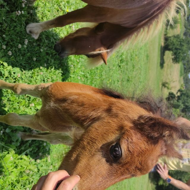 Thessaloniki:Horse Riding in a Farm - Preparing for the Ride