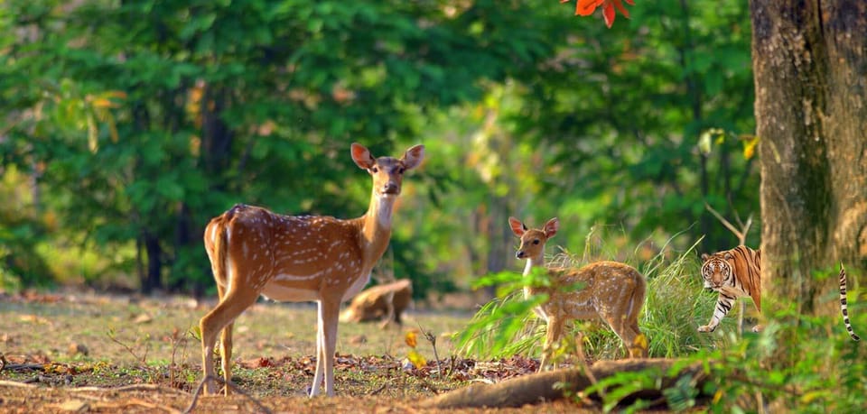 Three-Day Excursion to Jim Corbett National Park - Reservation Process