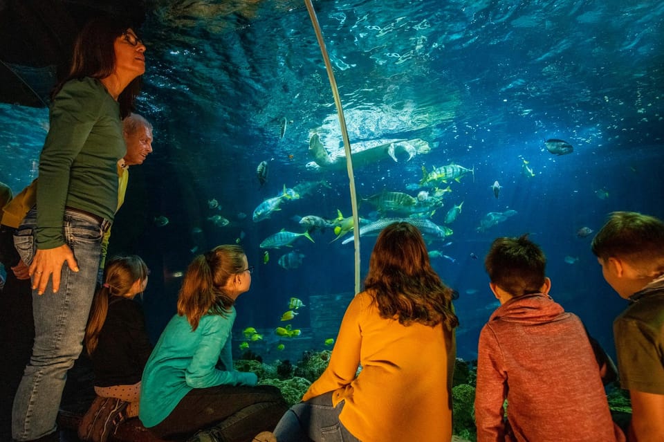 Timmendorfer Strand: SEA LIFE Behind the Scenes Tour - Meeting the Green Sea Turtle