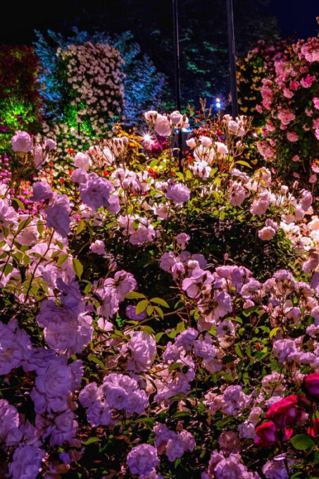 Tokyo: Ashikaga Flower Park With Entry Ticket - Tips for Visiting the Park