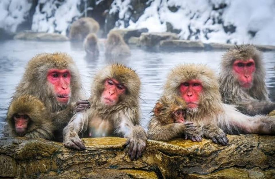 Tokyo To Nagano (Snow Monkey Zenkoji Temple Private Tour) - Frequently Asked Questions