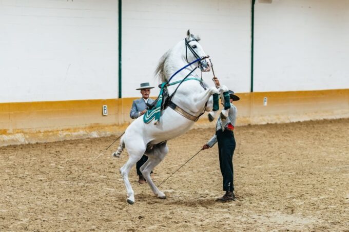 Torremolinos: Horse Show, Dinner Option, Drinks, & Flamenco - Amenities and Visitor Information