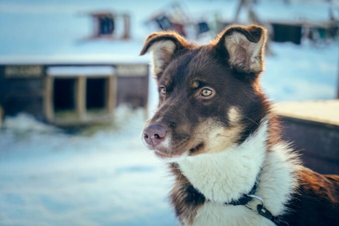 Tromsø: Husky Sled Self-Drive With Traditional Lunch - Preparation Tips