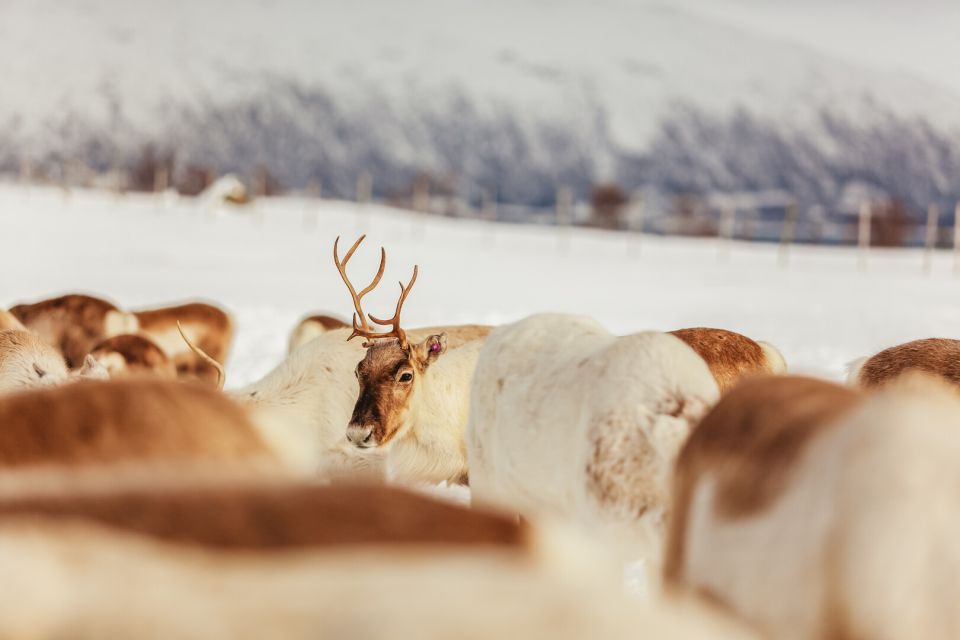 Tromsø: Reindeer Sledding & Feeding With a Sami Guide - Customer Feedback