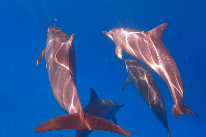 Turtle Canyon Snorkel From Waikiki (Semi Private Boat Tour) - What to Expect on the Tour