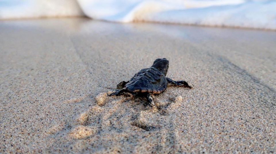 Turtle Watching Experience - Booking and Availability