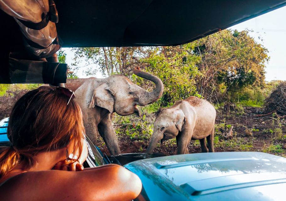 Udawalawe National Park Afternoon or Morning Safari - Safety Considerations