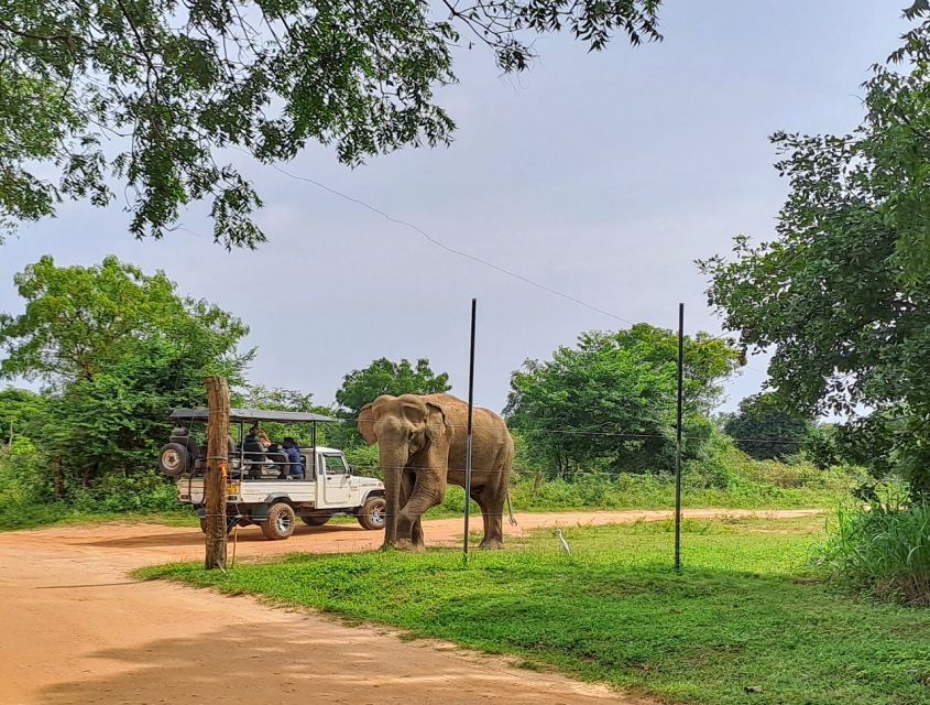 Udawalawe National Park Safari Tour - Pickup and Transfer