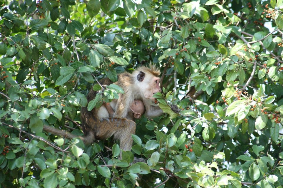 Udawalawe: Udawalawe Wild Safari Tours - Tour Highlights and Exploration