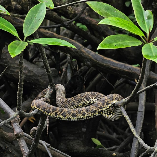 UNESCO Geopark Mangrove Tour Langkawi - Recommended Attire and Preparations