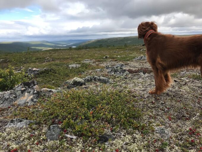 Utsjoki: Guided Hike to Nearby Fells - Safety and Environmental Policies