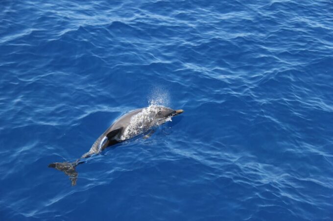 Varazze: Pelagos Sanctuary Wildlife Cruise With Guide - Animal Sighting Guarantees
