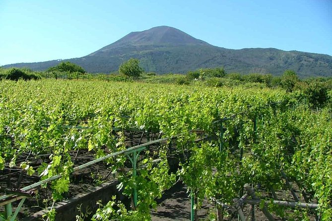 Vesuvius & Vineyard Select From Sorrento - Feedback and Reviews