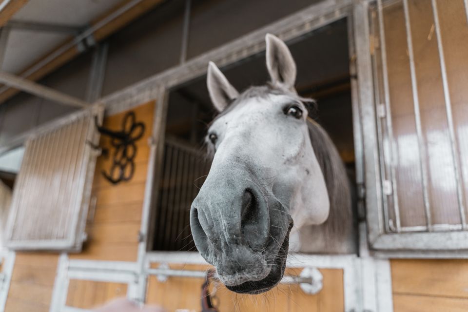 Vienna: Secrets of the Fiaker & Horse-Drawn Carriage Ride - Historical Significance of Fiakerei