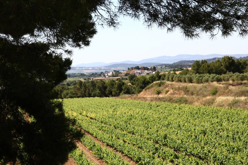 Vilafranca Del Penedès: Winery Visit With Tastings - Highlights of the Experience