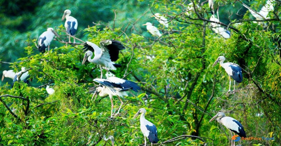 Visit Famous Spots And Admire Birds In Ninh Binh For 2 Days - Day 2 Itinerary