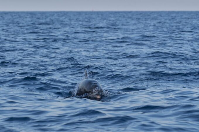 Vrsar: Dolphin Sunrise Adventure With Speedboat - Weather and Cancellation Policy