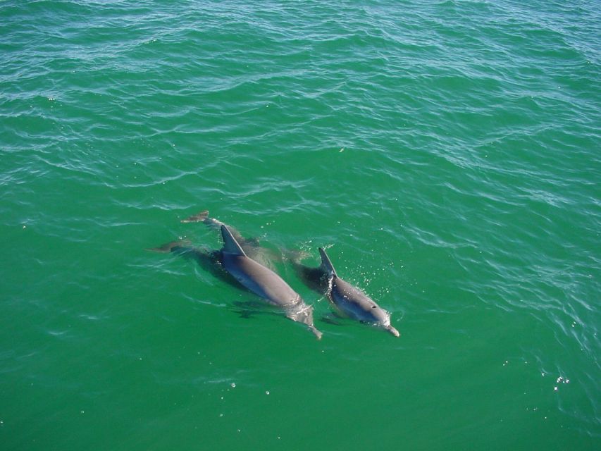 Vrsar: Dolphin Watching Boat Tour Including Drinks - Booking and Cancellation Policy