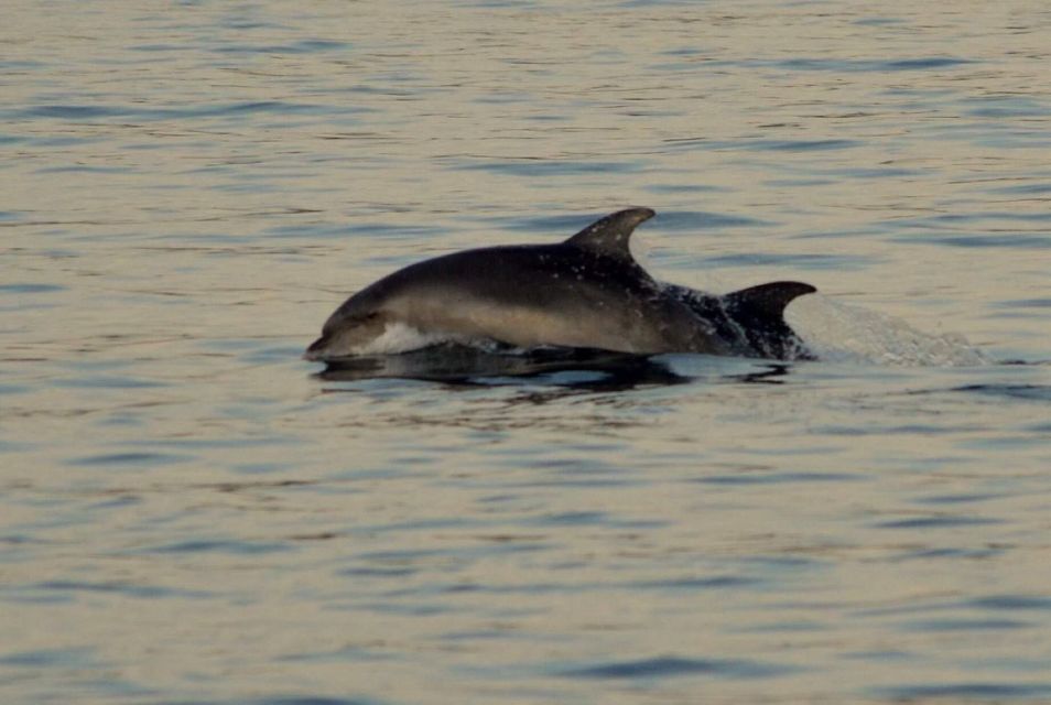 Vrsar: Dolphin Watching Boat Tour Including Drinks - Booking and Reservation Process