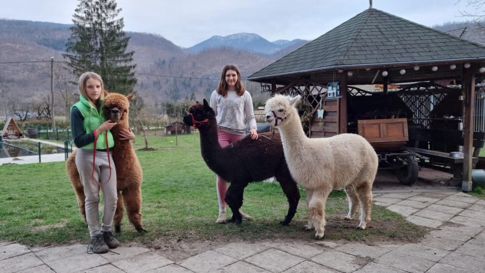 Walking With Alpacas - Domaćija LončNar - Bohinj - Tips for Your Visit