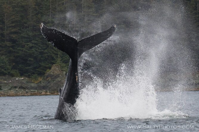 Whale-Watching, Icy Point, Hoonah , Whales, Orca, Killer-Whales. - Booking Information