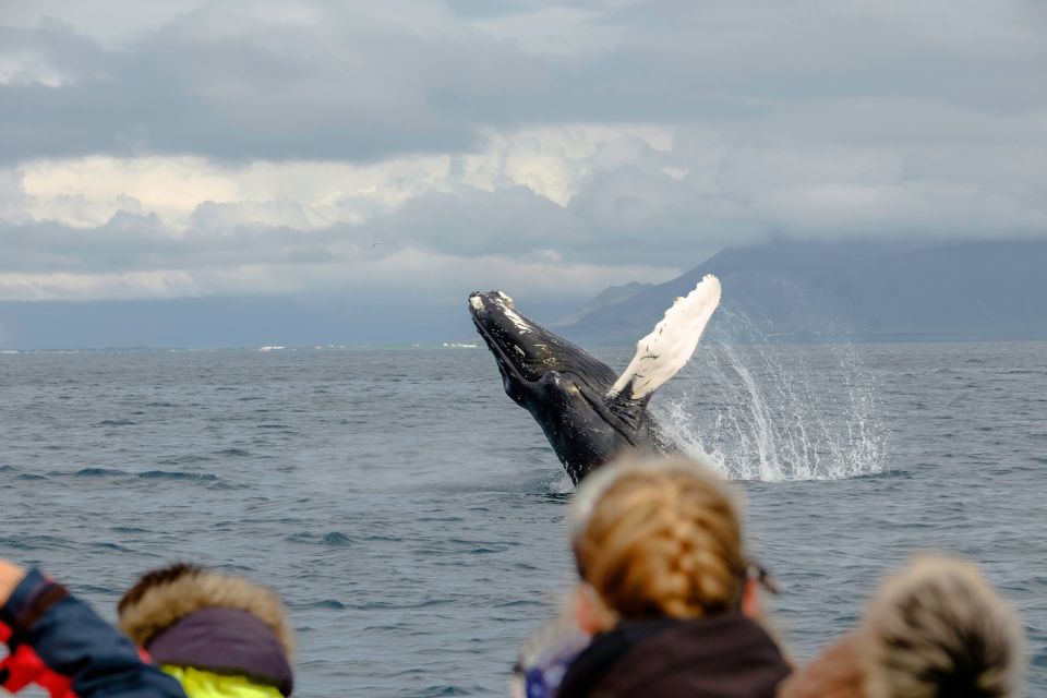 Whale Watching in Reykjavik by Speedboat - Wildlife Encounters