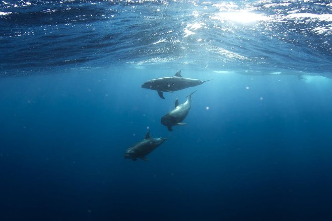 Whales Watching Mirissa - Accessibility Features